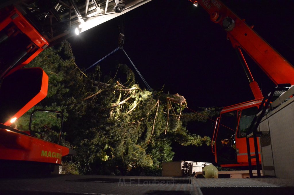 Sturm Tanne auf Haus Koeln Rodenkirchen Schubertstr P056.JPG - Miklos Laubert